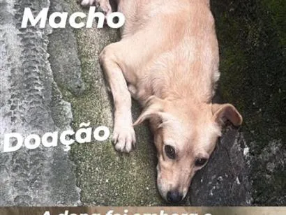 Cachorro raça SRD-ViraLata idade 2 a 6 meses nome não sei