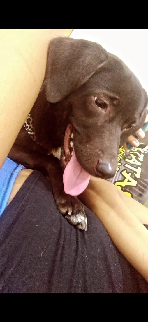 Cachorro raça SRD-ViraLata idade 4 anos nome Kyara