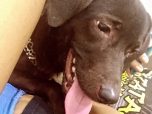 Cachorro raça SRD-ViraLata idade 4 anos nome Kyara