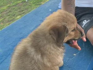 Cachorro raça Pastor Alemão idade 2 a 6 meses nome Husky