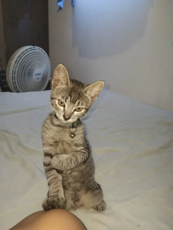 Gato raça SRD-ViraLata idade 2 a 6 meses nome Luna e cacau 