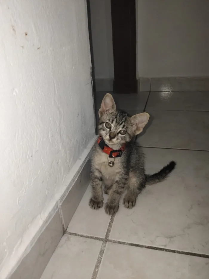Gato raça SRD-ViraLata idade 2 a 6 meses nome Luna e cacau 