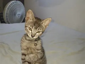 Gato raça SRD-ViraLata idade 2 a 6 meses nome Luna e cacau 