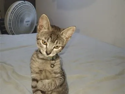 Gato raça SRD-ViraLata idade 2 a 6 meses nome Luna e cacau 