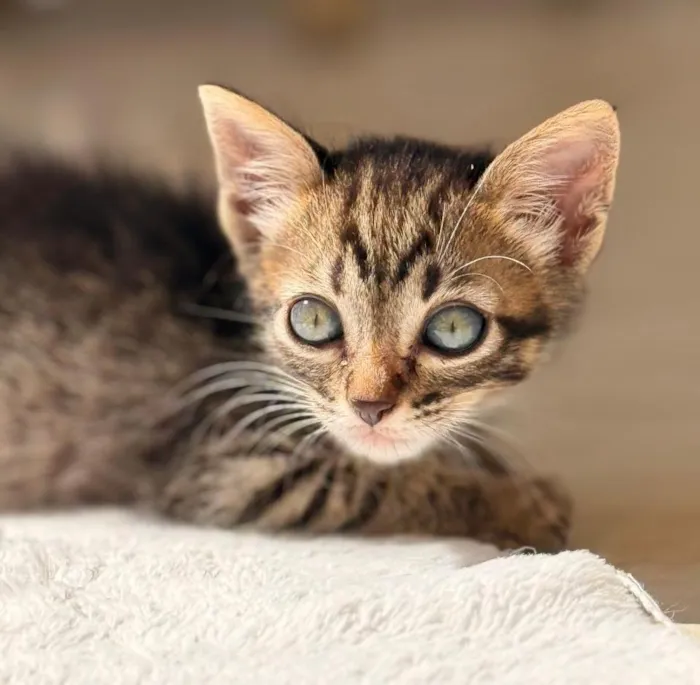 Gato raça SRD-ViraLata idade 2 a 6 meses nome TIGRADINHO
