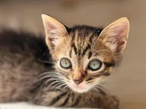 Gato raça SRD-ViraLata idade 2 a 6 meses nome TIGRADINHO