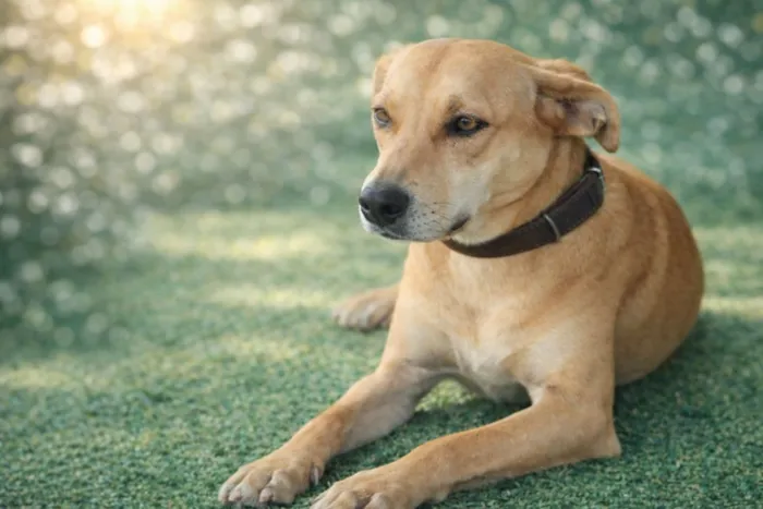 Cachorro raça SRD-ViraLata idade 3 anos nome Vicky