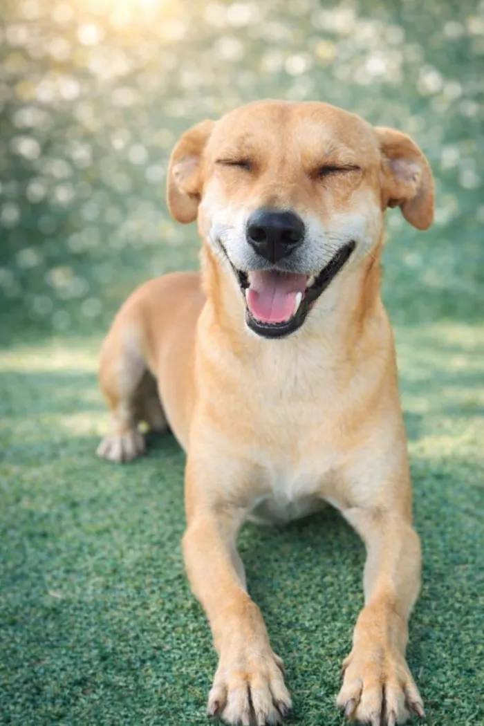 Cachorro raça SRD-ViraLata idade 3 anos nome Vicky