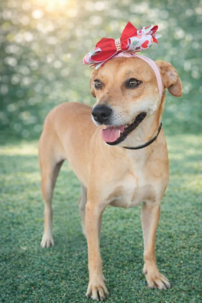 Cachorro raça SRD-ViraLata idade 3 anos nome Vicky