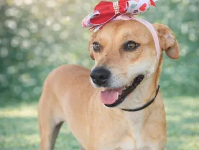 Cachorro raça SRD-ViraLata idade 3 anos nome Vicky