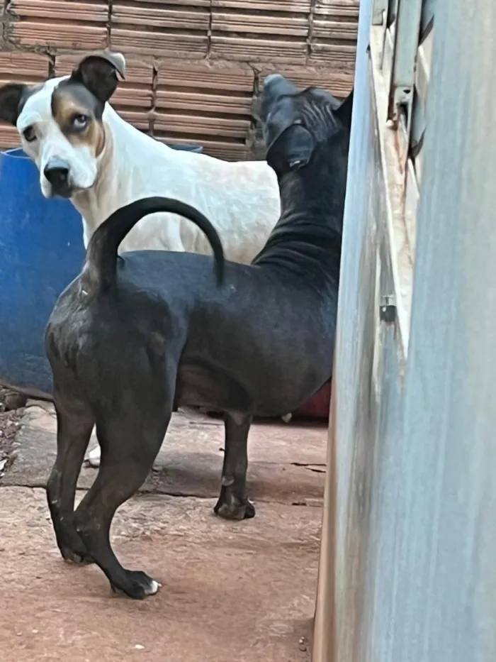 Cachorro raça Pit-Bull idade 4 anos nome Zeus e Bella