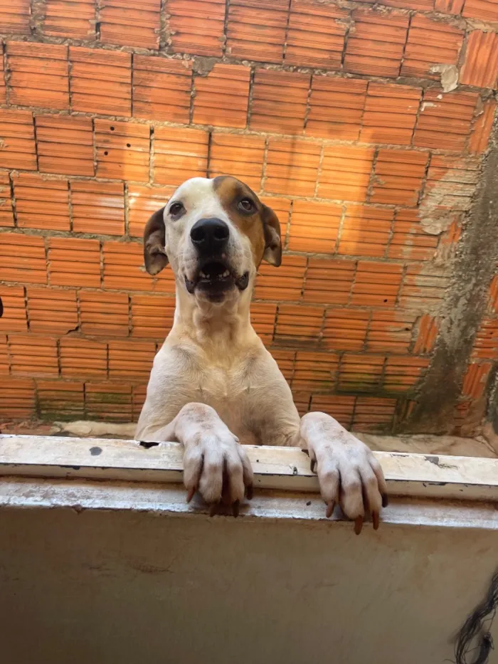 Cachorro raça Pit-Bull idade 4 anos nome Zeus e Bella