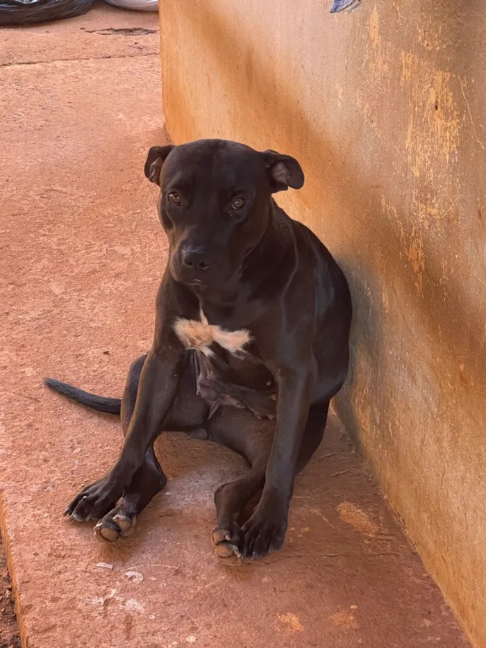 Cachorro raça Pit-Bull idade 4 anos nome Zeus e Bella