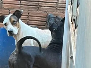 Cachorro raça Pit-Bull idade 4 anos nome Zeus e Bella