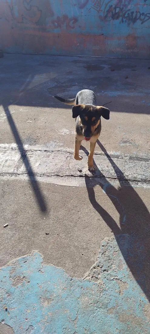 Cachorro raça SRD-ViraLata idade 2 a 6 meses nome bob
