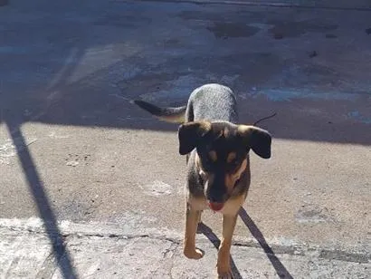 Cachorro raça SRD-ViraLata idade 2 a 6 meses nome bob
