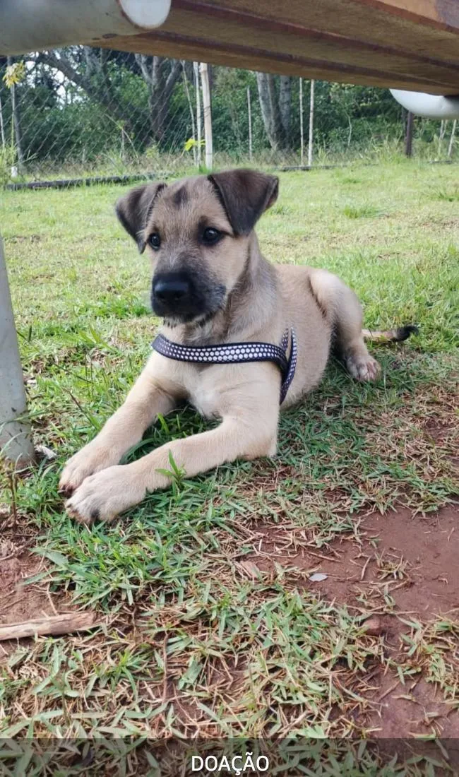 Cachorro raça SRD-ViraLata idade 2 a 6 meses nome Bonzinho