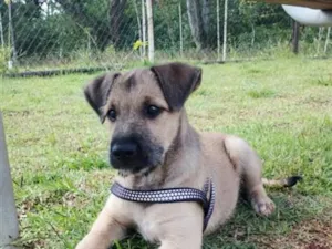 Cachorro raça SRD-ViraLata idade 2 a 6 meses nome Bonzinho
