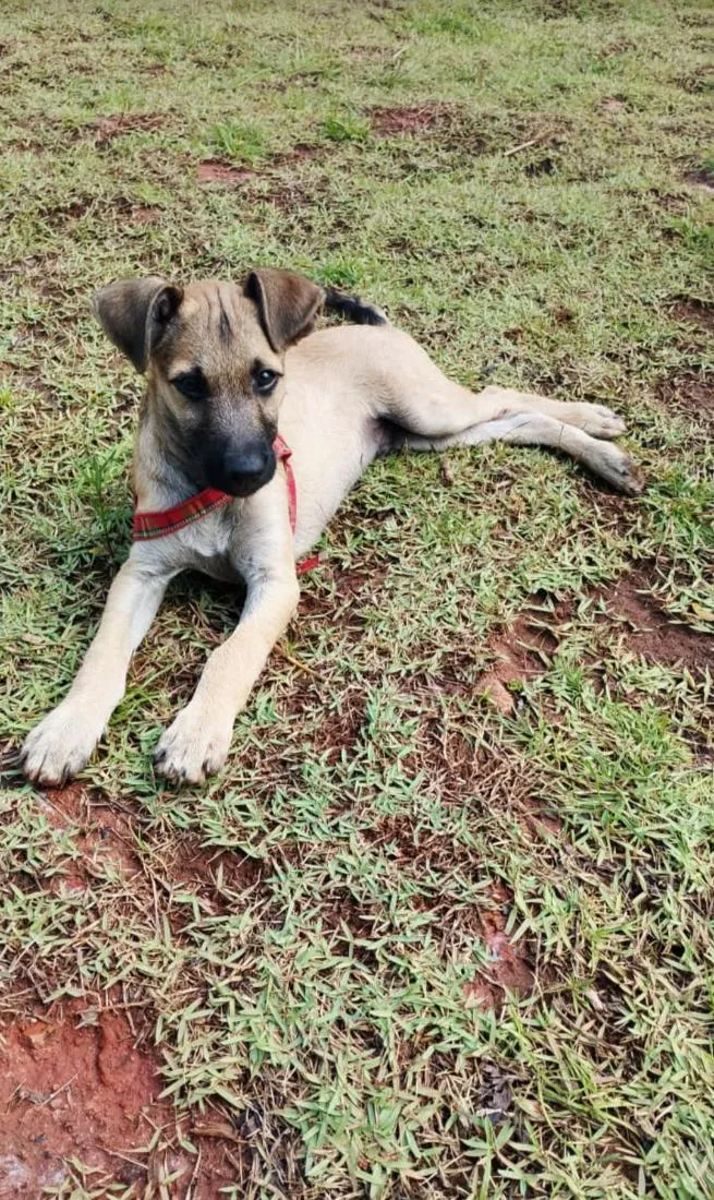 Cachorro raça SRD-ViraLata idade 2 a 6 meses nome Coiote
