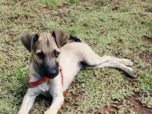 Cachorro raça SRD-ViraLata idade 2 a 6 meses nome Coiote