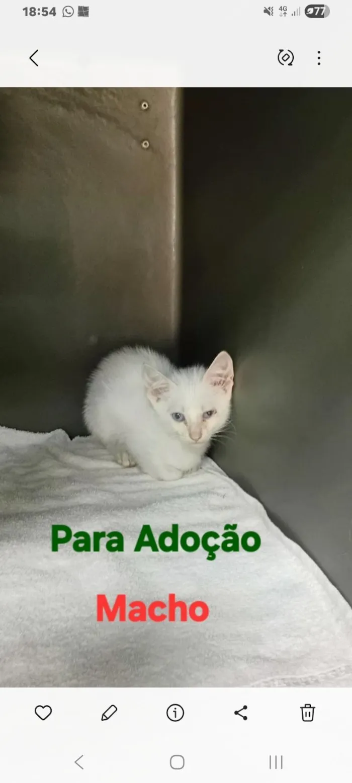 Gato raça SRD-ViraLata idade Abaixo de 2 meses nome GATINHO NÃO TEM NOME