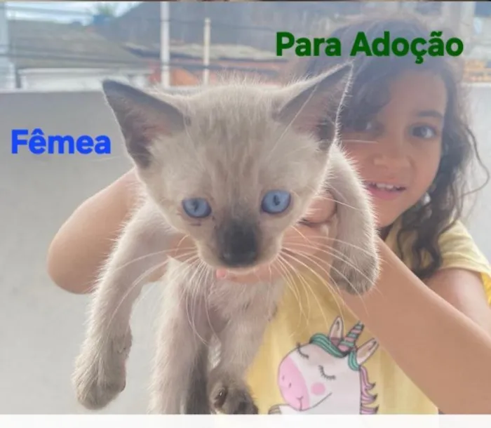 Gato raça Siamês idade Abaixo de 2 meses nome GATINHA NÃO TEM NOME