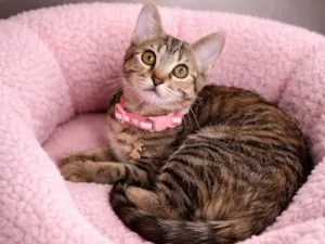 Gato raça SRD-ViraLata idade 2 a 6 meses nome Emilly 