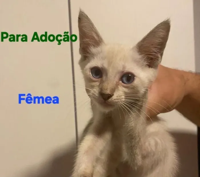 Gato raça Siamês idade Abaixo de 2 meses nome GATINHA SEM NOME