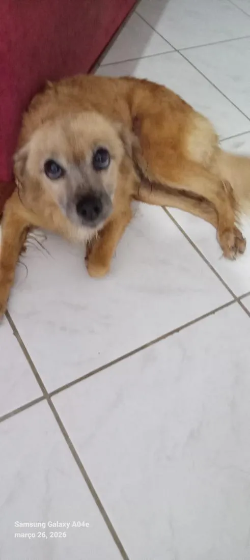 Cachorro raça SRD-ViraLata idade 4 anos nome Manollo
