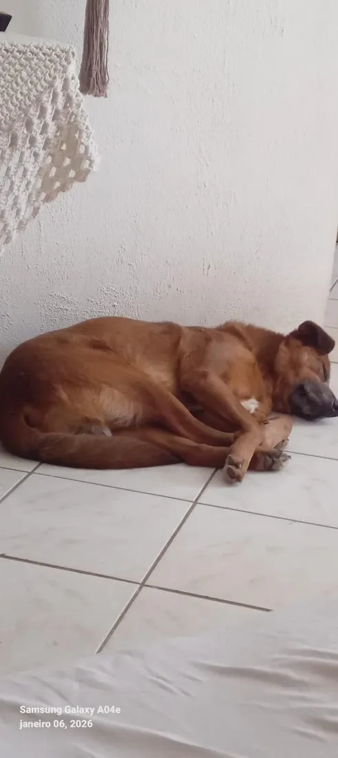 Cachorro raça SRD-ViraLata idade 4 anos nome Manollo