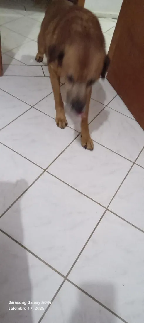 Cachorro raça SRD-ViraLata idade 4 anos nome Manollo