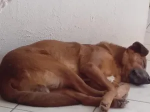 Cachorro raça SRD-ViraLata idade 4 anos nome Manollo