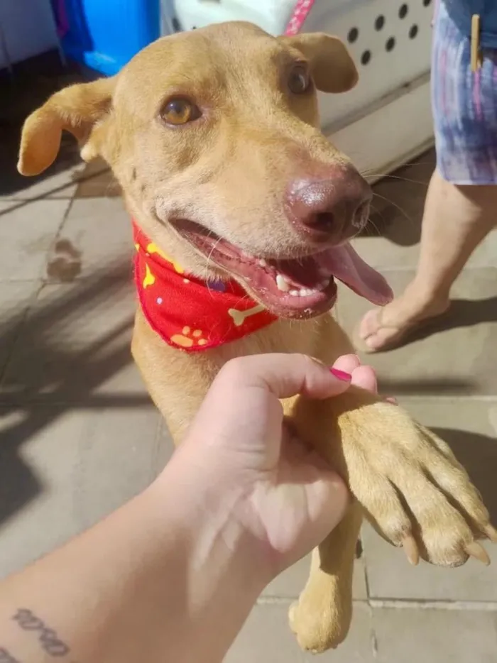 Cachorro raça SRD-ViraLata idade 1 ano nome Meliante