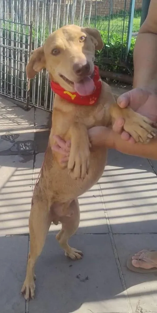 Cachorro raça SRD-ViraLata idade 1 ano nome Meliante