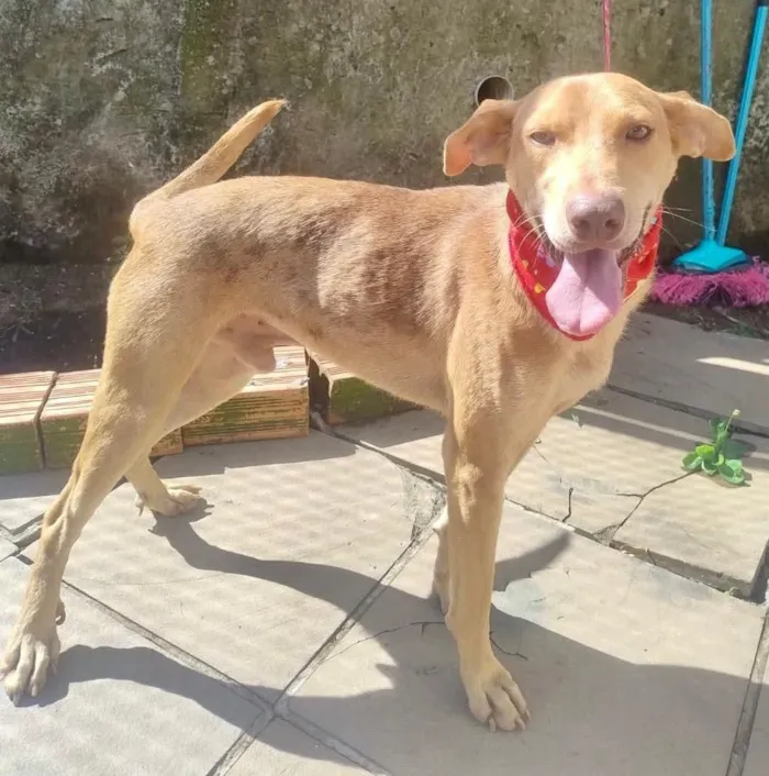 Cachorro raça SRD-ViraLata idade 1 ano nome Meliante