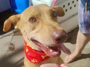 Cachorro raça SRD-ViraLata idade 1 ano nome Meliante