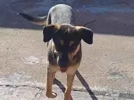 Cachorro raça SRD-ViraLata idade 2 a 6 meses nome bob