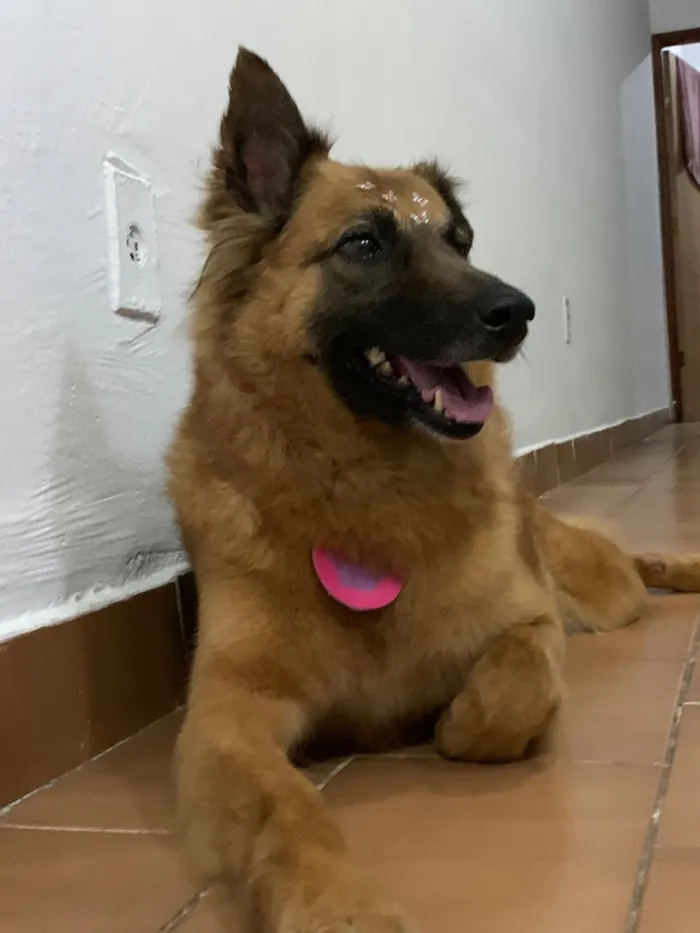 Cachorro raça SRD-ViraLata idade 6 ou mais anos nome Milu