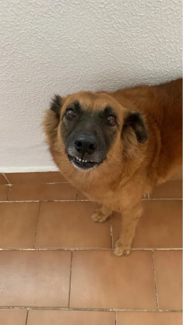 Cachorro raça SRD-ViraLata idade 6 ou mais anos nome Milu