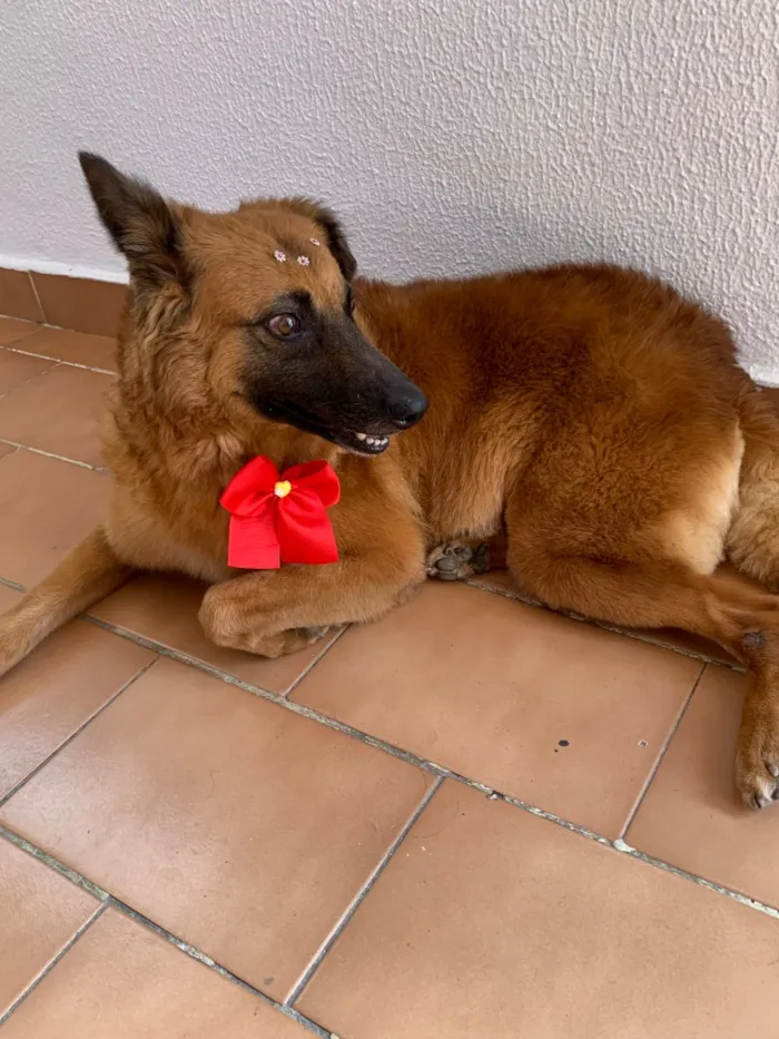 Cachorro raça SRD-ViraLata idade 6 ou mais anos nome Milu