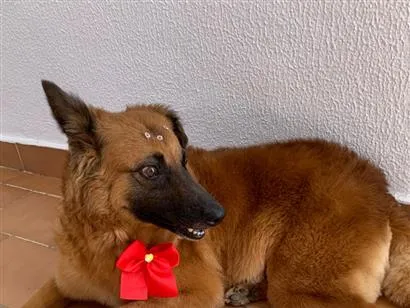 Cachorro raça SRD-ViraLata idade 6 ou mais anos nome Milu