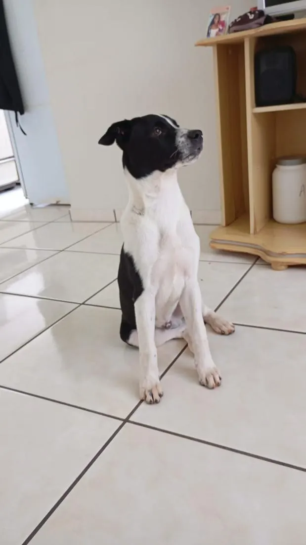 Cachorro raça SRD-ViraLata idade 7 a 11 meses nome Jhon