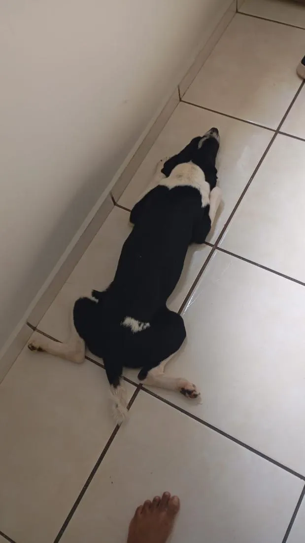 Cachorro raça SRD-ViraLata idade 7 a 11 meses nome Jhon