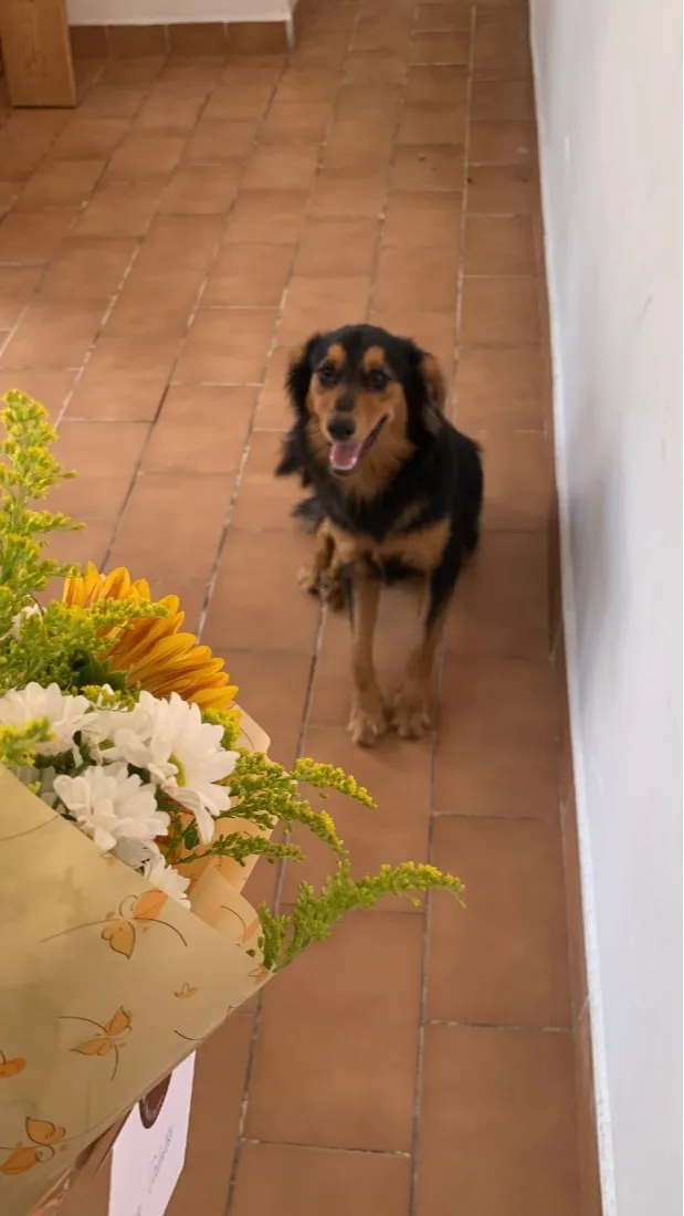 Cachorro raça SRD-ViraLata idade 1 ano nome Antônio