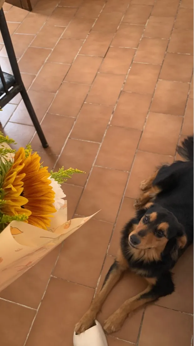 Cachorro raça SRD-ViraLata idade 1 ano nome Antônio