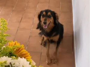 Cachorro raça SRD-ViraLata idade 1 ano nome Antônio