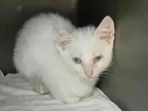 Gato raça SRD-ViraLata idade Abaixo de 2 meses nome GATINHO NÃO TEM NOME