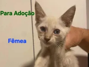 Gato raça Siamês idade Abaixo de 2 meses nome GATINHA SEM NOME
