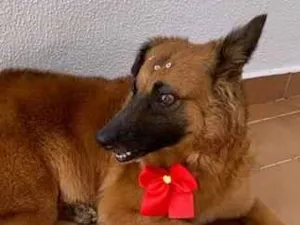 Cachorro raça SRD-ViraLata idade 6 ou mais anos nome Milu