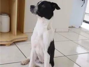 Cachorro raça SRD-ViraLata idade 7 a 11 meses nome Jhon